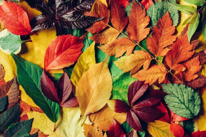 Fall Books